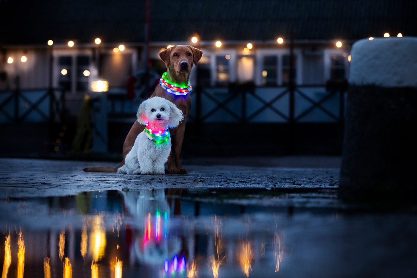 Dogman Blinkhalsband LED Lime Grön