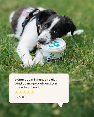 Svenska DjurApoteket Probiotika 40