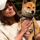 The Ultimate Guide to Choosing Pet Food