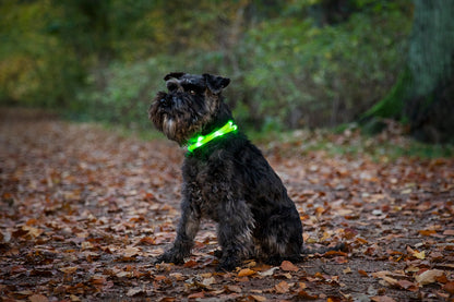 Dogman Blinkhalsband LED Lime Grön