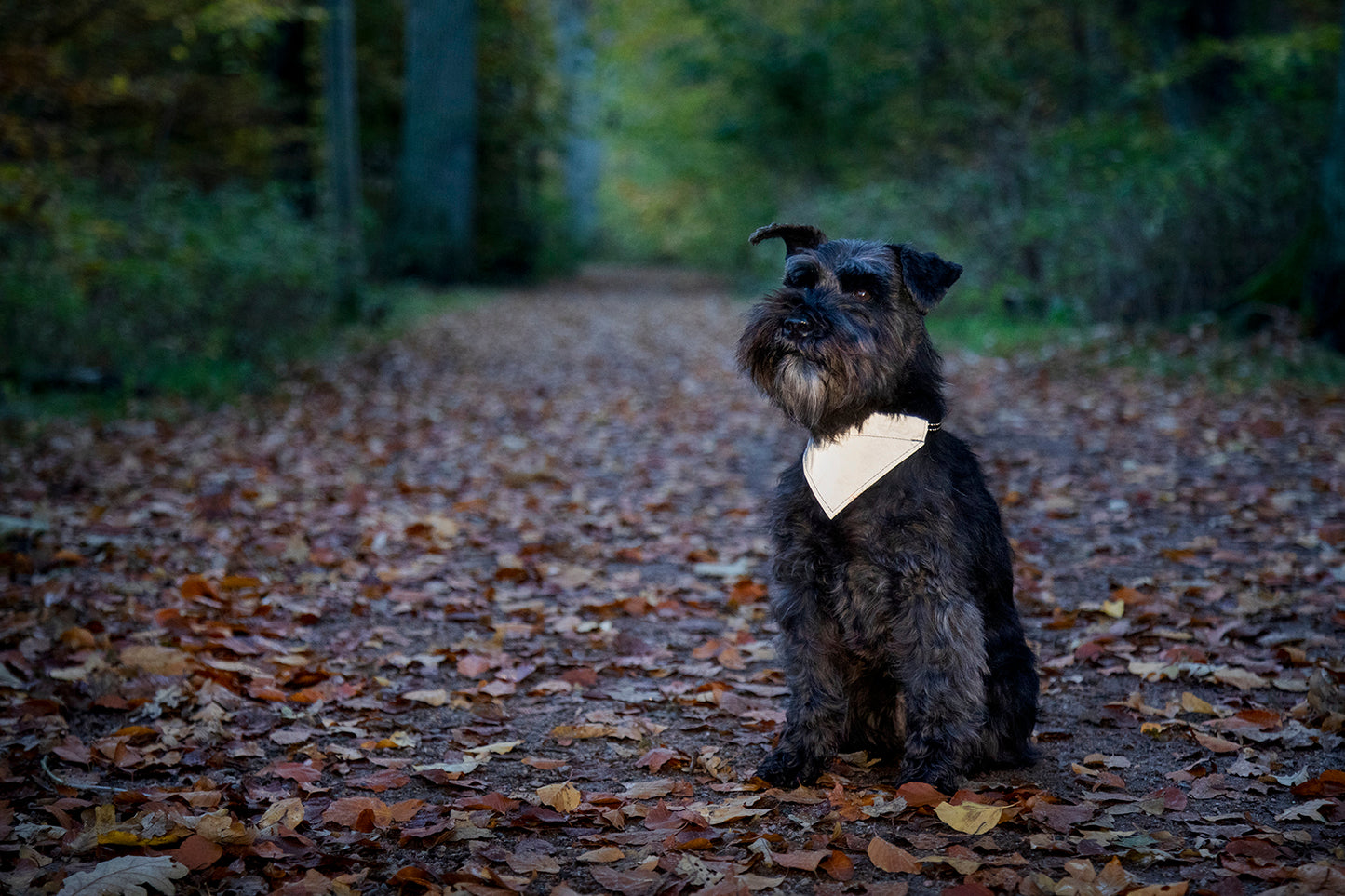 Reflekterande Hundscarf Dogman Roffe XS - L
