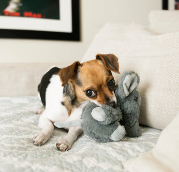 Hundleksak -KONG  Comfort Kiddos Elephant