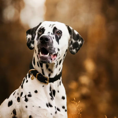 Ställbart BioThane® hundhalsband med mässingdetaljer