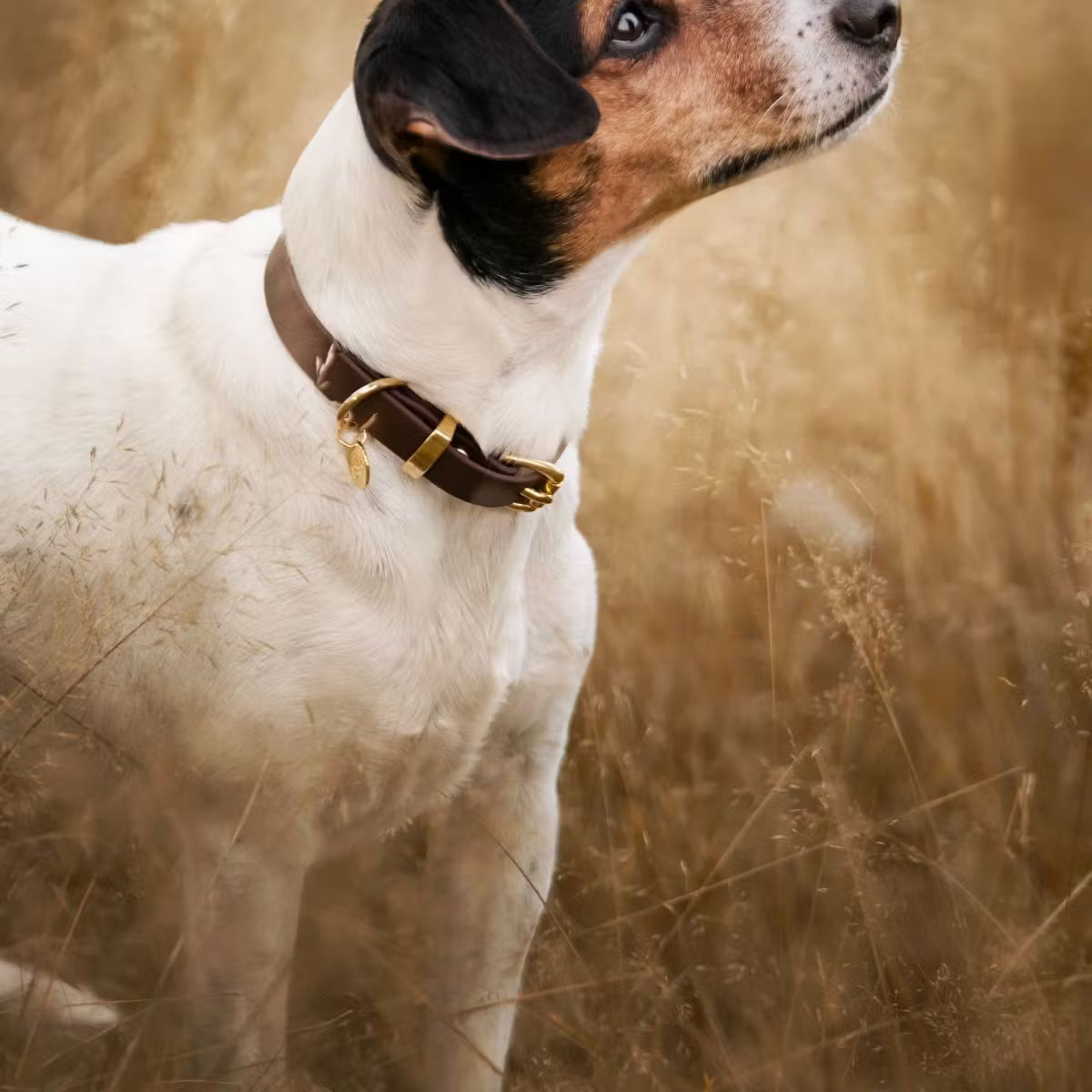 Ställbart BioThane® hundhalsband med mässingdetaljer