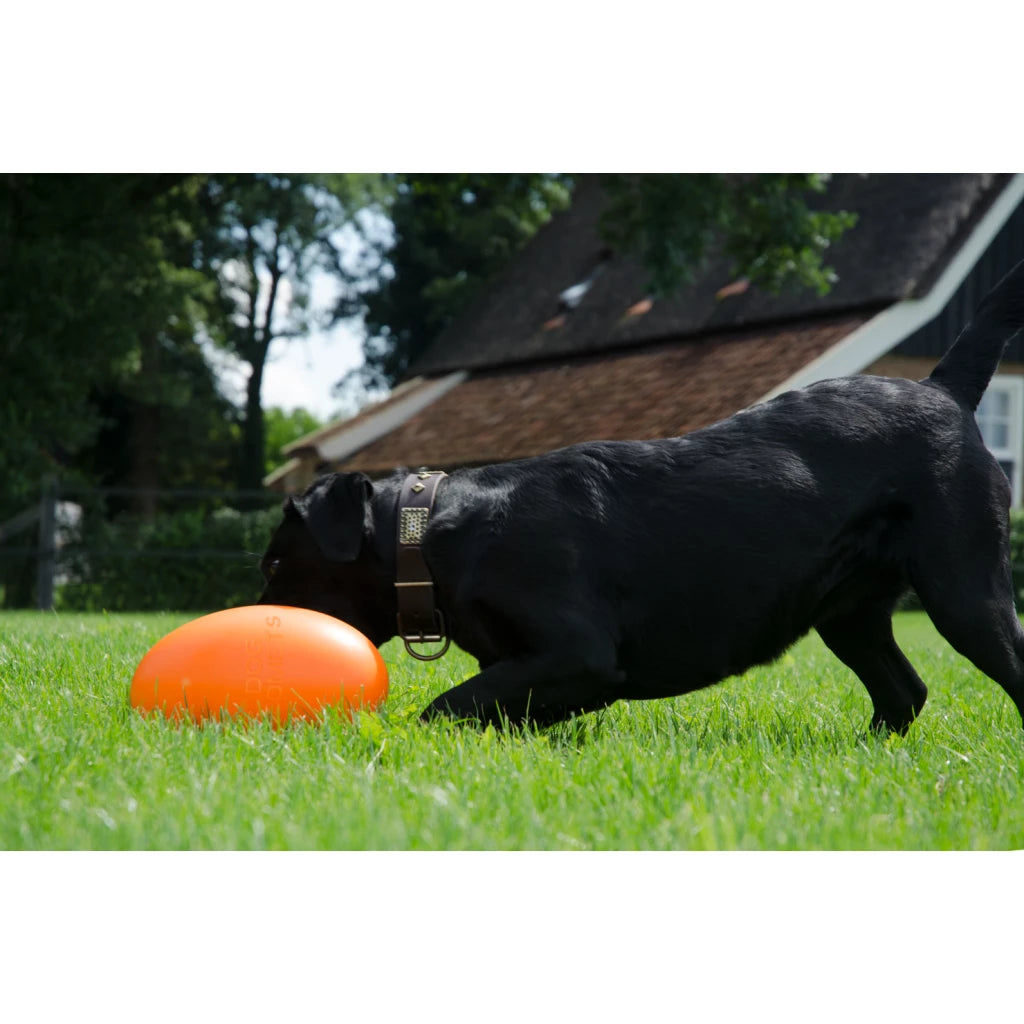Dog Comets Pan-Stars Orange