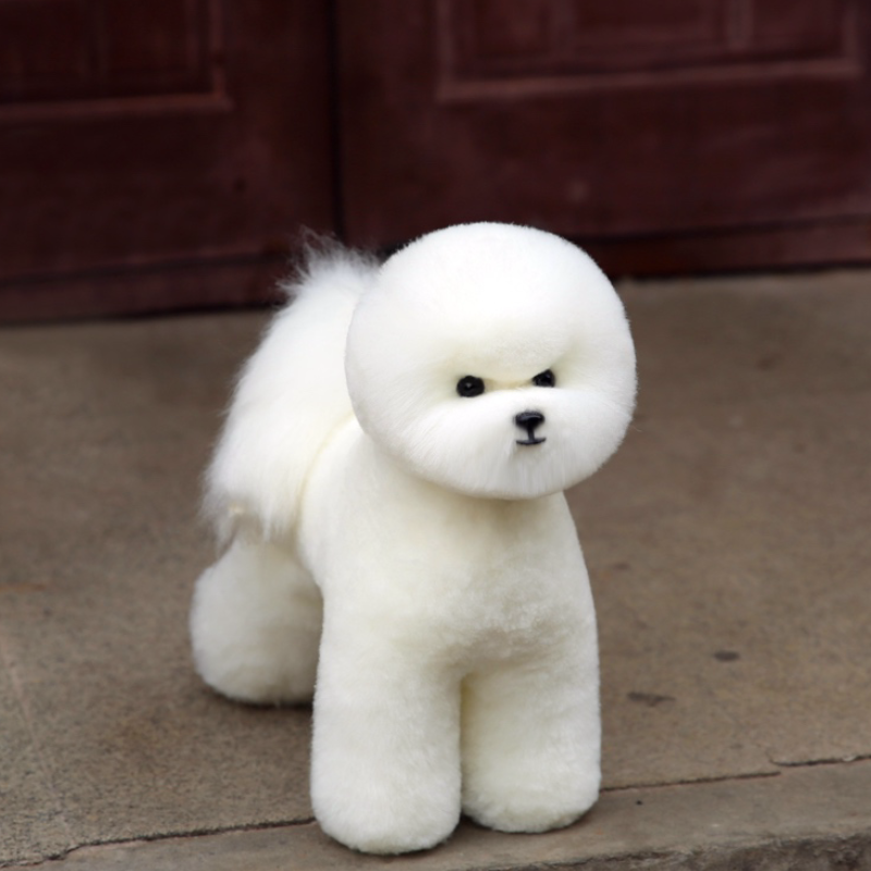 Mr. Jiang Bichon Päls kropp