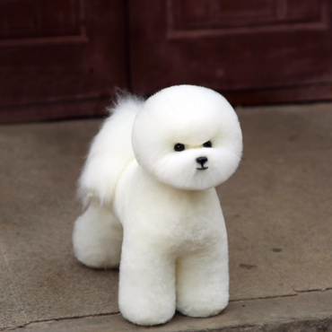 Mr. Jiang Bichon Päls kropp