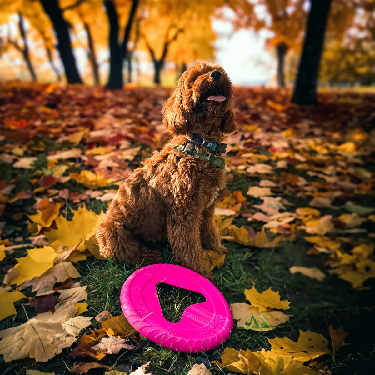 Frisboo, Hundfrisbee Mini 17,5cm