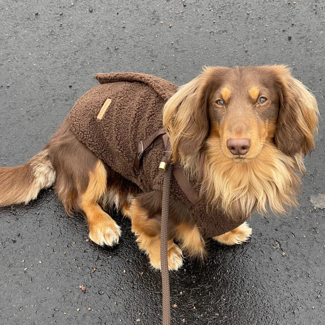 Puppy Bohéme Teddykappa med sele espresson