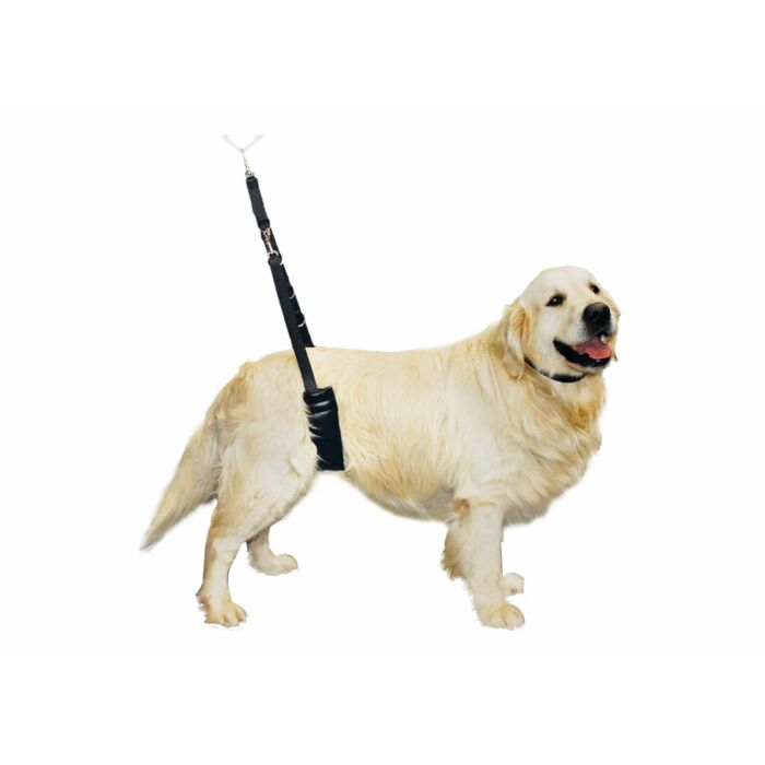 Show Tech Comfort Bellyband för Stora hundar