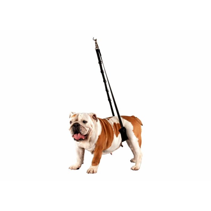 Show Tech Comfort Bellyband för Små hundar